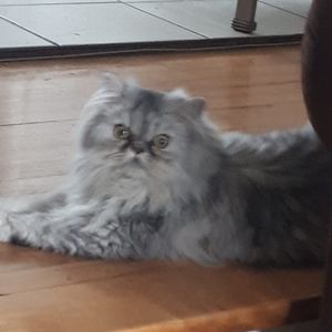 Meet your Posher, Cheryl